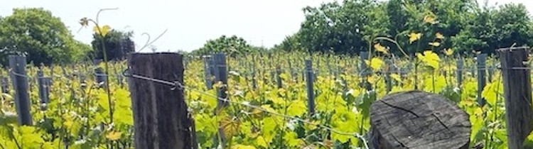 Tres planes para disfrutar La Rioja Tres planes para disfrutar La Rioja